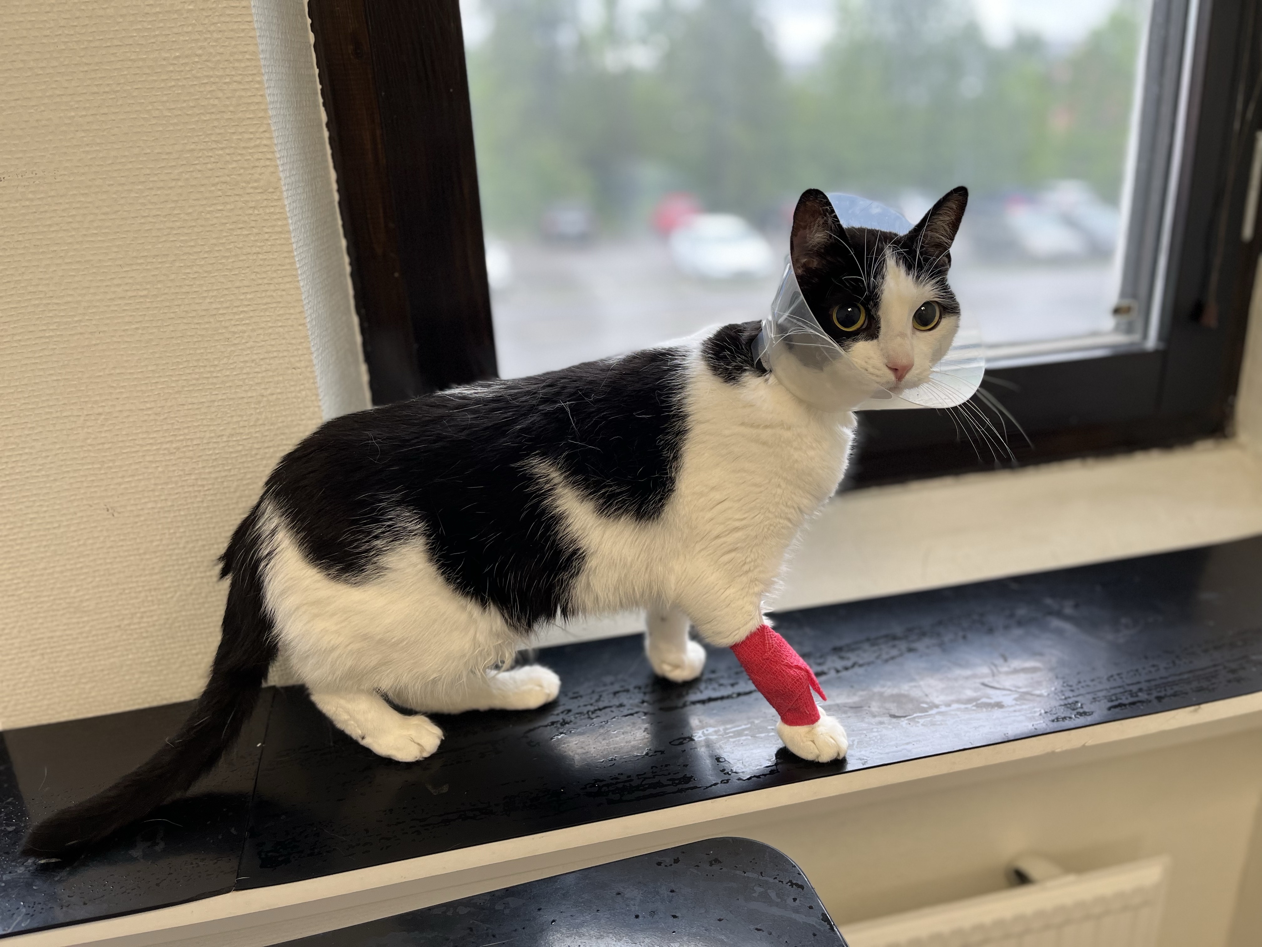 Lilo Tredje chansens djurhjälp