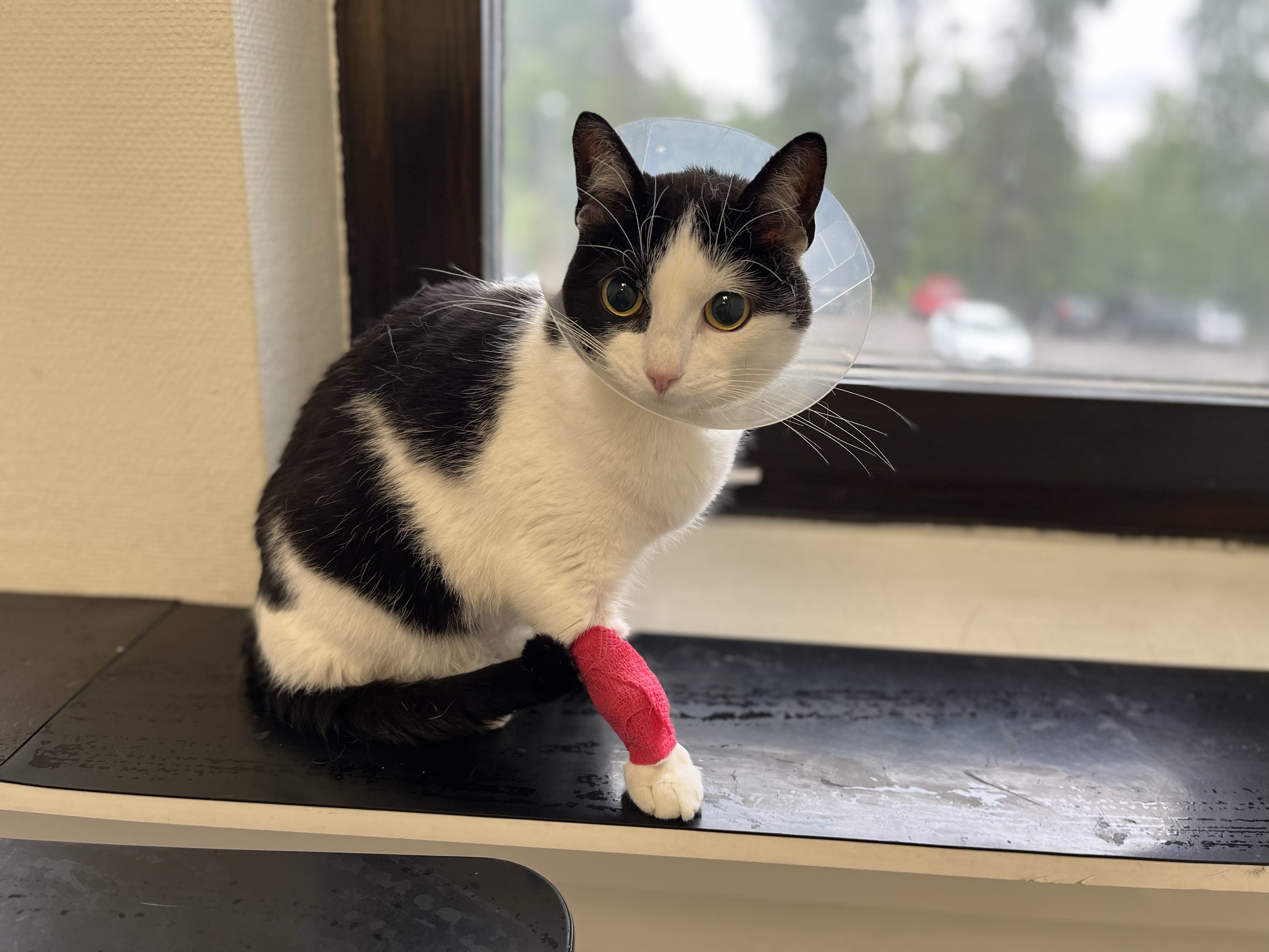 Lilo Tredje chansens djurhjälp